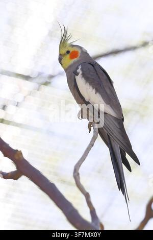 Wellensittich (Nymphicus hollandicus), auf einem Zweig sitzend, in Gefangenschaft, Hessen, Deutschland Stockfoto