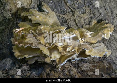 Grifola gigantea, Meripilus giganteus, Riesenporling, schwarzfärbender Porlinge, Pilze, Pilz, Riesenporling, Champignons Stockfoto