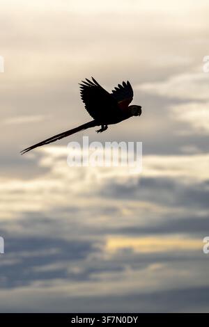 Silhouette eines Scharlachsittichs (Ara macao), Jomtien, Thailand Stockfoto