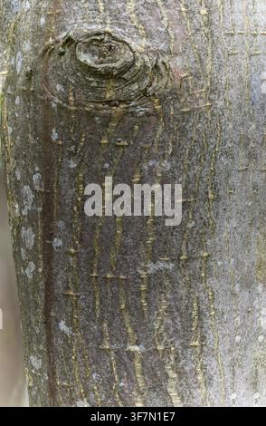 Bergulme, Ulmaceae, Ulmenfamilie, Ulmus glabra, kriegerisch, Feldulme, Rinde, Flora, große Größe, Hochformat, Pflanzen, Rinde Stockfoto