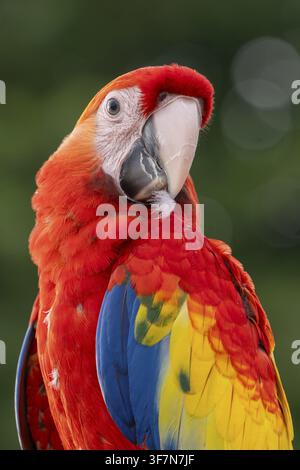 Scharlachara (Ara macao), Jomtien, Thailand Stockfoto
