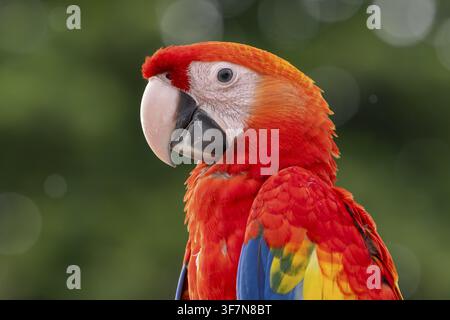 Scharlachara (Ara macao), Jomtien, Thailand Stockfoto