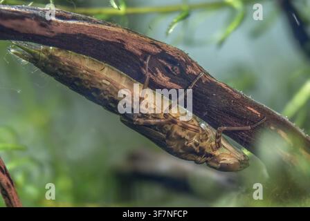 Aeshna cyanea, blaugrüne Mosaikjungfer, Südröhrling, Anisoptera, Libellen, Insekten, Larve, Larve, Libellen, Odonata Stockfoto