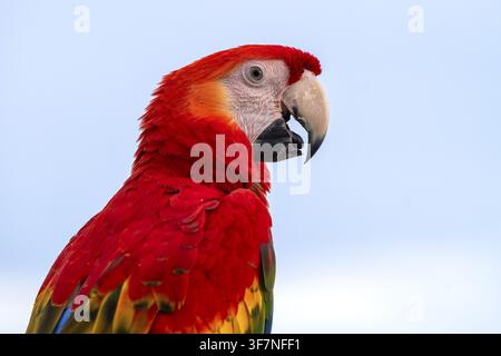 Scharlachara (Ara macao), Jomtien, Thailand Stockfoto