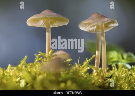 Gewöhnlicher Haubenkopf, Helm, Mycena Galericulata, Rosafarbener Gillschirm, Toque Mycena, Pilz, Pilze Stockfoto