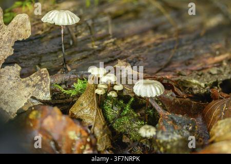 Kragenbetrug, Marasmius Rotula, Kragenfallschirm, Pilz, Rosshaarpilz, Kleines Rad, Pilze, Radmarasmius, Radpilz Stockfoto