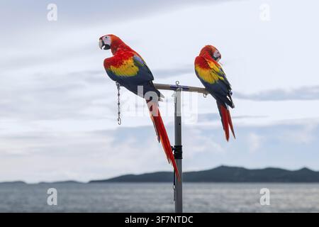Scharlachara (Ara macao), Jomtien, Thailand Stockfoto