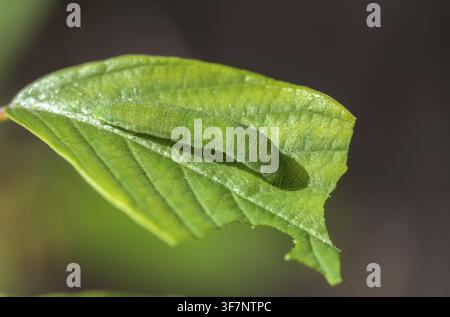 Brimstone, Gonepteryx rhamni, Schmetterling, Tarnung, Spannerraupe, Insekten, Raupe, Schmetterling, Schmetterlinge, Tarnung Stockfoto