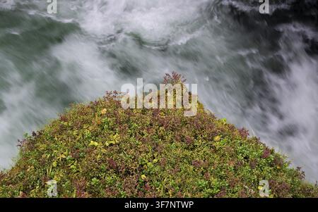 Schnell fließendes Wasser, Gebirgsbach, überwucherter Felsvorsprung, Ovstestolbrua, Langzeitbelichtung, Valldal, Norwegen Stockfoto