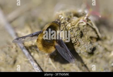 Bombyliidae, Bombylius major, Brachycera, Fliegen, große Wollkleidung, Wollkleidung, Arge Bienenfliege, Diptera, Insekten, Männchen, Männchen, die dunkelorandete Bienenfliege, die Stockfoto