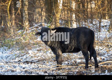 Artiodactyla, Bubalus Arnee, Paarhufer, Klauenhufer, Wasserbüffel, Wasserbüffel, grasend, Haustiere, extensive Beweidung, Haustier, m Stockfoto