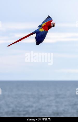 Scharlachara (Ara macao), Jomtien, Thailand Stockfoto