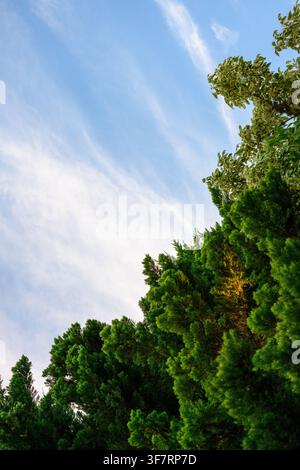 Der Himmel erstreckt sich über ein dichtes, grünes Waldkronendach. Äste reichen nach oben, während weiche, fädige Wolken treiben. Lebendige Blätter leuchten unter sanftem, natürlichem Tageslicht Stockfoto