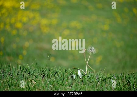 Löwenzahnblüte steht aufrecht in einer Grashalde. Gelbe Blüten blühen sanft im verschwommenen Hintergrund. Grünes Gras erstreckt sich unter sanftem Sonnenlicht. Singl Stockfoto