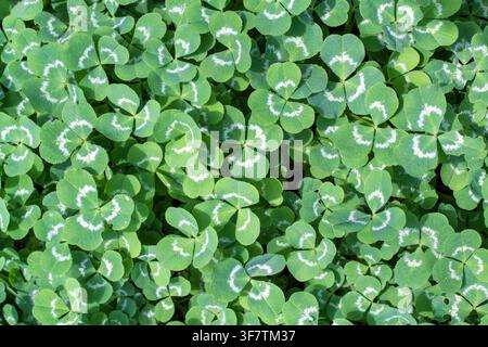 Klee Blätter. Wiese mit jungem Klee. Die Textur von grünem Gras. Stockfoto