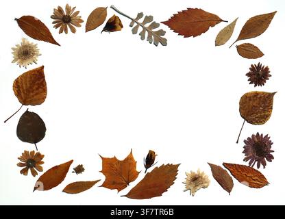 Rahmen aus einer Komposition aus trockenen Herbstblättern und Blumen in verschiedenen Brauntönen, Orange, Beige auf weißem Hintergrund. Natürliches, saisonales Dekor mit Kopierraum. Flat Lay, Herbarium, konservierte Pflanzen Stockfoto