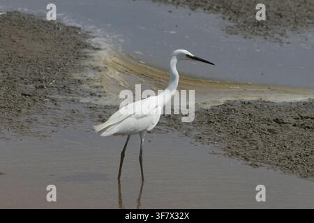 Kleiner Reiher (Egretta garzetta) steht im flachen schlammigen Wasser eines Feuchtgebiets und sucht nach Nahrung Stockfoto
