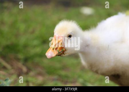Baby-Gans steht im grünen Gras Stockfoto