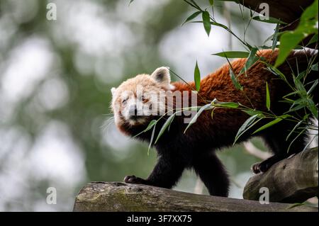 Roter Panda läuft auf einem Baumstamm zwischen Bambusblättern Stockfoto