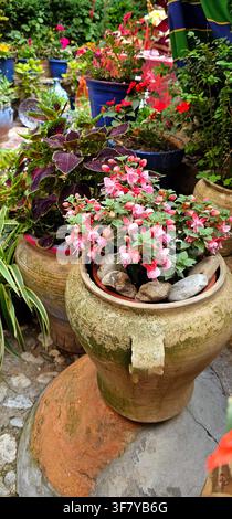 Ein großer verwitterter Keramikübertopf gefüllt mit rosa Fuchsienblüten und umgeben von bunten Topfpflanzen, traditionellem Töpferhandwerk und dekorativen Keramiken Stockfoto