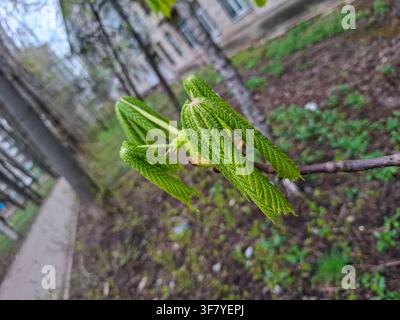 Grüne Blätter der Kastanie öffnen sich gerade an einem Ast. Die Szene zeigt das frühe Frühlingswachstum in der Nähe eines Gehwegs mit Gras im Hintergrund. Stockfoto