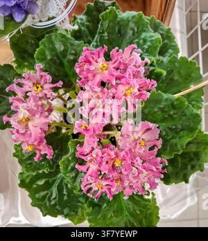 Eine Nahaufnahme einer getopften afrikanischen Veilchen zeigt lebhafte rosa doppelte, gerüschte Blüten und dunkelgrüne, gekerbte Blätter auf einem Tisch zu Hause. Die Pflanze sieht he Stockfoto