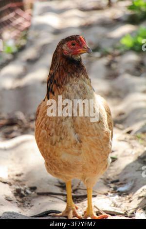 Braune Haushenne läuft auf dem Hofboden im Freien Stockfoto