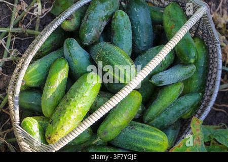 Frisch geerntete grüne Gurken in einem Behälter, Nahaufnahme Stockfoto