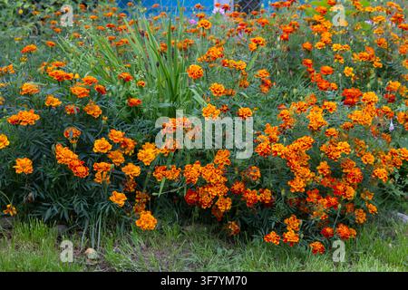 Die Blume Tagetes patula im Garten in herbstlicher Blüte Stockfoto