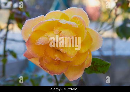 im Garten ist eine gelbe Rose mit Eiskristallen bedeckt Stockfoto
