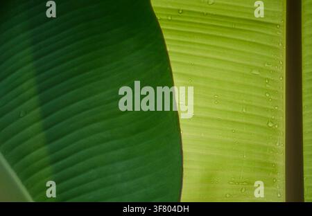 Abstrakte Schichten von Bananenblättern mit natürlicher grüner Textur Stockfoto
