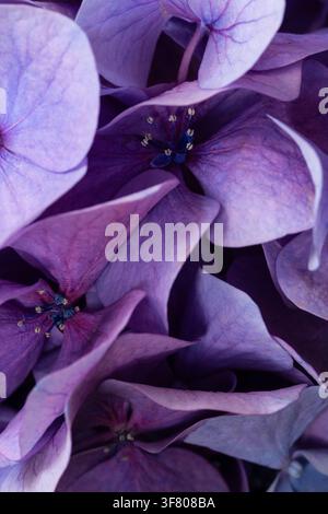 Makroaufnahme von blühenden lila Hortensienblüten, die die Zartheit hervorheben Stockfoto