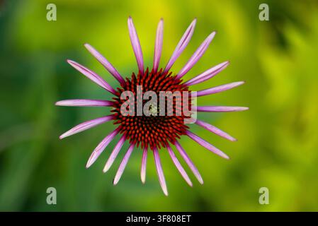 Nahaufnahme von oben einer lila Sonnenhutblume Stockfoto
