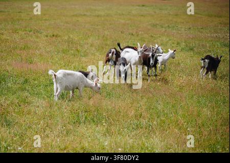 Herde von Hausziegen, die auf einer offenen grünen Wiese mit kurzem Gras grasen, Konzept der ländlichen Viehhaltung. Hochwertiges Foto Stockfoto