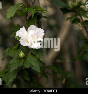 Eine detaillierte Nahaufnahme fängt die zarte Schönheit einer weißen Hibiskusblüte in voller Blüte ein. Die Blütenblätter sind weich und leicht zerknittert und zeigen s Stockfoto