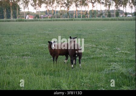 Zwei braune Schafe stehen eng beieinander auf einer grasbewachsenen Wiese neben der fernen Baumlinie in der Dämmerung, ruhige ländliche Wegeszene mit sanftem Abendlicht, Klee Stockfoto