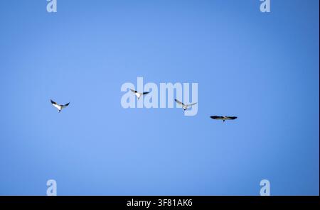 Vogelschwarm fliegt in Formation vor einem blauen Himmel, Amazonas-Regenwald in Brasilien, eine ruhige und schöne Szene. Stockfoto