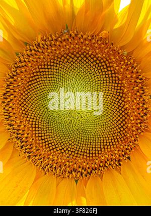 Nahaufnahme eines Sonnenblumenkopfs, der das Samenmuster, die Bestäubung und die Ölsamenproduktion zeigt Stockfoto