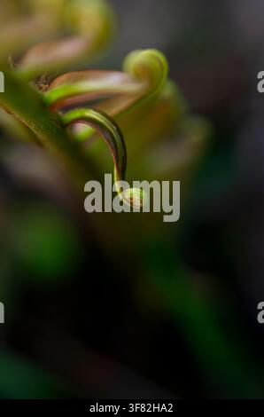 Extrem flache Tiefenschärfe-Makroaufnahme, die sich auf die zarte gewundene grüne Spitze einer Brainea insignis-Farnfieder richtet. Stockfoto