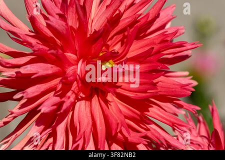 Nahaufnahme eines leuchtend roten Dahliablüten in voller Blüte, mit zahlreichen langen, schmalen, spitzen Blütenblättern, die dramatisch von der dichten Mitte ausstrahlen Stockfoto