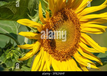 Nahaufnahme eines leuchtend gelben Sonnenblumes, das in einem Sommergarten blüht, mit einer Hummel, die aktiv den zentralen Blütenboden befrisst. Das Bild Stockfoto