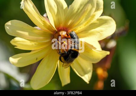 Nahaufnahme einer gelben Dahlienblüte mit einer Hummel und einem kleinen Käfer, die sich am Blütenzentrum ernähren, beleuchtet von warmem Sonnenlicht in einem Garten. Stockfoto