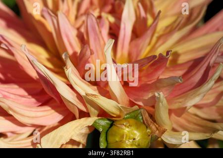 Extremer Nahaufnahme von Pfirsich- und Korallen-Dahliablüten, die eine sich entwickelnde Blütenknospe umgeben, und zeigen komplexe geschichtete Texturen und warme natürliche Farben. Stockfoto