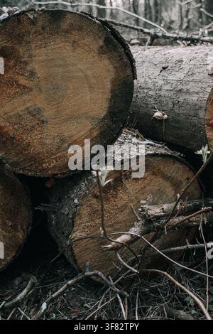 Nahaufnahme von gefällten Baumstämmen und geschnittenen Baumstämmen, die auf dem Waldboden liegen, mit sichtbaren Baumringen und natürlicher Holztextur. Forstwirtschaft, Holzeinschlag und Holzhandel Stockfoto