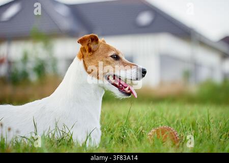 Jack-Russell-Hund liegt mit herausgestreckter Zunge und einem Ball in der Nähe auf dem Gras. Hund ruht und keucht draußen in der Nähe eines Hauses. Stockfoto