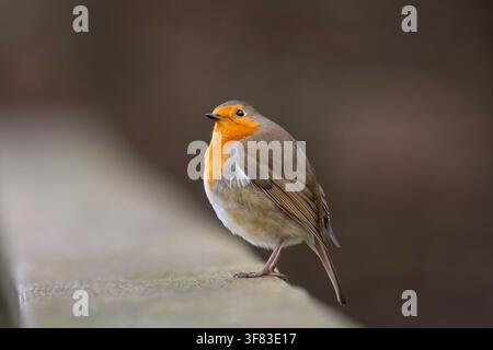 Europäischer Rotkehlchen Erithacus rubecula, der auf einem Holzlattenzaun sitzt. Januar. Stockfoto