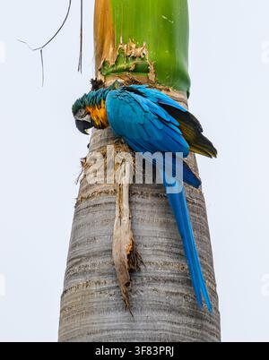 Ein Blaugelbsittich (Ara ararauna) sitzt auf einer Palme. Mato Grosso do Sul, Brasilien. Stockfoto