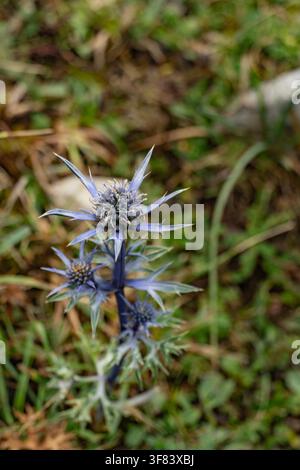 Blaue Wildblume, die auf einer grasbewachsenen Wiese in Asturien, Spanien, wächst Stockfoto