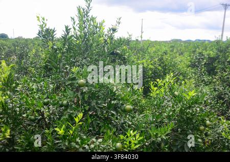 Sonnenbeschienener Xinhui-Mandarinengarten in Guangdong, Xinhui Bezirk, Jiangmen, Guangdong, China. Xinhui-Zitrusgarten an einem perfekten Sonnentag Stockfoto