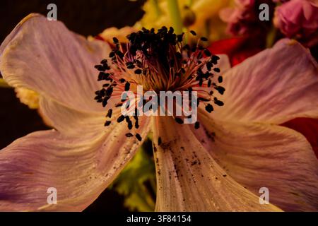 Anemone coronaria-Blüte im Nahaufnahme mit zarten violetten Blütenblättern und dunklen zentralen Staubblättern 16845 Stockfoto